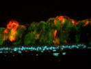 Triple labeled airway - dapi, FITC and Texas Red