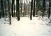 Back Yard Forrest - Big Snow Storm of 2000  (31730 bytes)