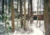 Back Yard Forrest - Big Snow Storm of 2000  (48929 bytes)