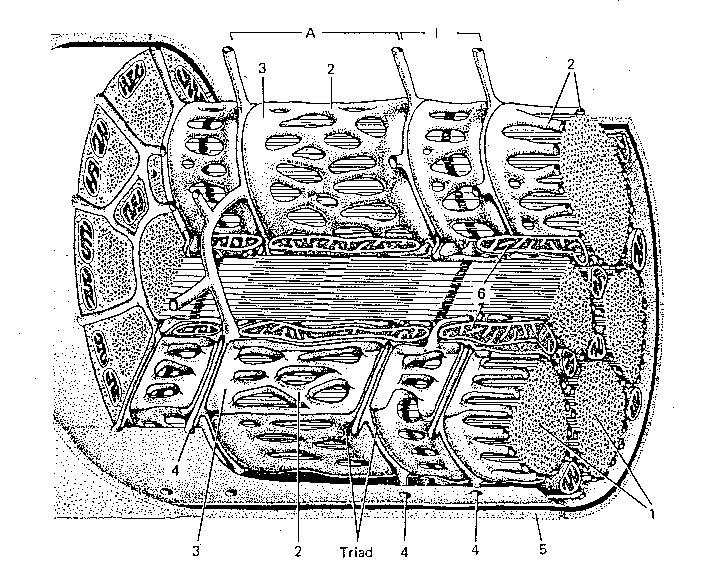 muscle_fibre.gif (30917 bytes)